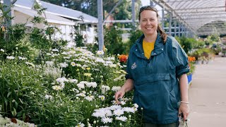 PETITTI Shasta Daisy  Grow Leucanthemum for Deer Resistance Repeat Blooms amp Pollinators [upl. by Cathie]