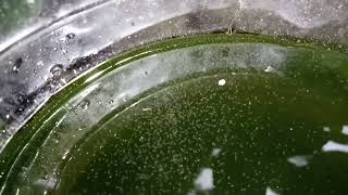 DAPHNIA MOINA CULTURE IN A SMALL BUCKET [upl. by Giraud931]