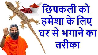 छिपकली भगाने का सबसे आसान तरीकाGhar se chipkali bhagane ka tarikahow to get rid of lizards at home [upl. by Oek]