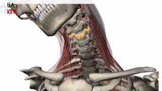 Columna Cervical Biomecanica  Artrocinematica [upl. by Tesler]