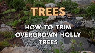 How to Trim Overgrown Holly Trees [upl. by Hagood]