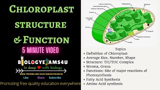 Chloroplast Definition Structure and Function 5 Minutes BiologyExams4u [upl. by Imotas]