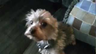 Barking Yorkie Dog [upl. by Lezley610]