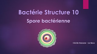 Bactérie Structure 10 SPORE BACTERIENNE [upl. by Airreis740]