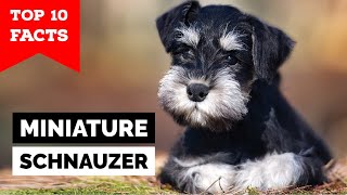 Miniature Schnauzer  Top 10 Facts [upl. by Arihay529]