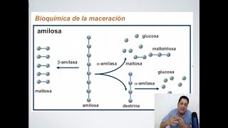 Masterclass sobre Maceración en la Elaboración de Cerveza [upl. by Konikow]