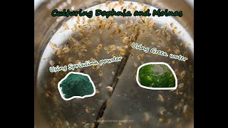 How To Culture Daphnia and Moinas using Green Water Spirulina powder [upl. by Ahsiuqel976]