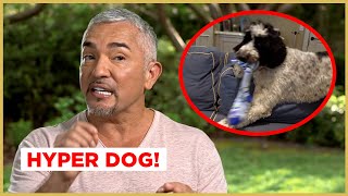 This DOG grabs EVERYTHING in the house  Cesar 911 [upl. by Tennos]