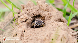 Unleashing the Secret World of Ground Bees [upl. by Lane689]