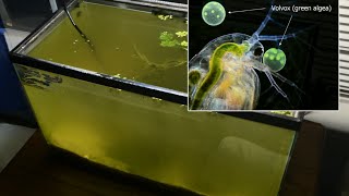 Raising Daphnia for the Freshwater Aquarium [upl. by Yelrac]