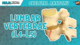 Lumbar Vertebrae L1L5 Anatomy [upl. by Torp]