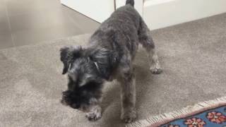 Miniature Schnauzer barking [upl. by Neleag]