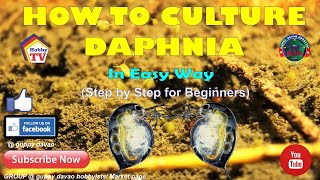 HOW TO CULTURE DAPHNIA In Easy Way [upl. by Alexandros]