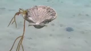 Scallop shuffles across sea bed  ABC News [upl. by Gravante363]