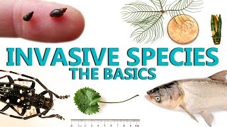 Invasive Species The Basics [upl. by Ybhsa]