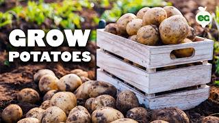 How to Grow EASY Potatoes From Seed to Harvest 🥔 [upl. by Hamrnand]