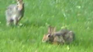 Wild rabbit behaviors [upl. by Nnyloj]