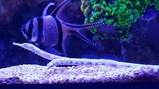 Feeding Dragon Pipefish  2017  Red Sea Reefer 525 XL [upl. by Annekcm110]