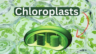 ChloroplastsDefinitionFunctionStructure [upl. by Yt]